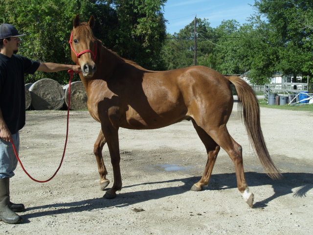 Chino - Adoptable Horse