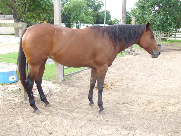 Ginger - adoptable Quarter Horse