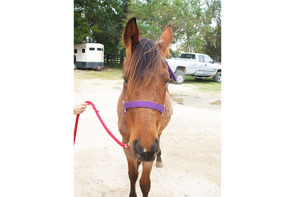 Pretty red roan filly available for adoption.